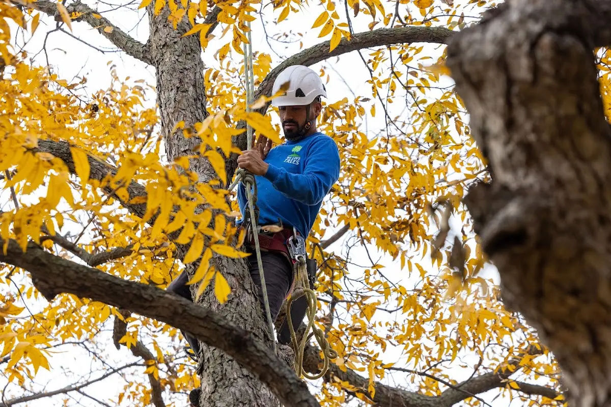 Skilled Tree Pruning crew working in Tallassee