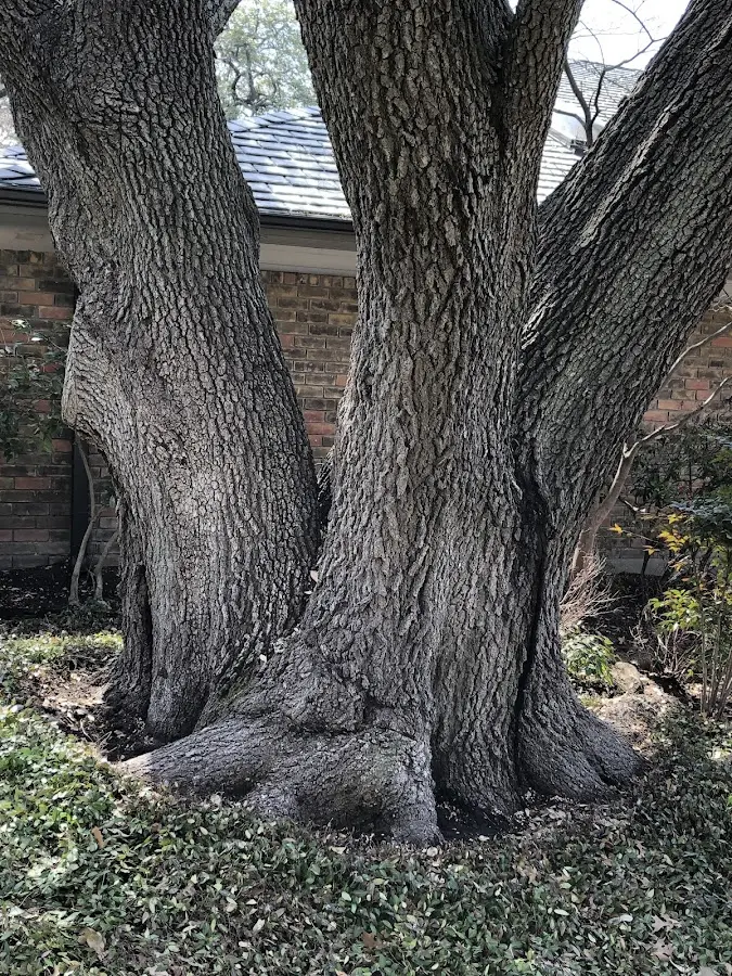 Mature heritage tree close to a Tallassee property cared for by certified arborists